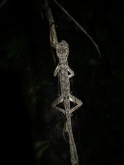 Anolis planiceps