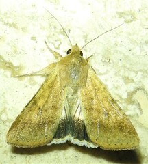 Helicoverpa punctigera