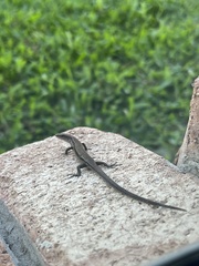 Lampropholis delicata