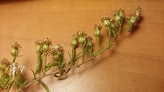 Symphyotrichum pilosum