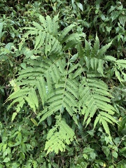 Pteris wallichiana