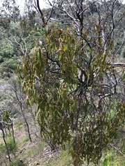 Amyema miquelii