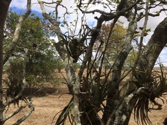 Tillandsia polystachia