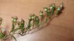 Symphyotrichum pilosum