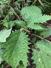 Girardinia diversifolia