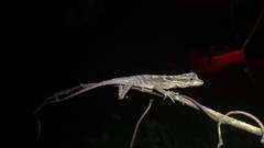 Anolis planiceps