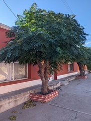 Azadirachta indica
