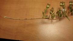 Symphyotrichum pilosum