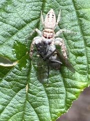 Opisthoncus nigrofemoratus