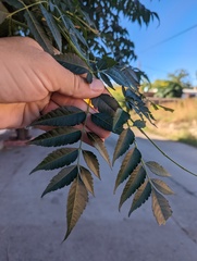 Azadirachta indica