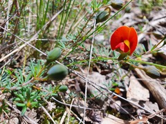 Gompholobium ecostatum