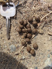 Lagomorpha