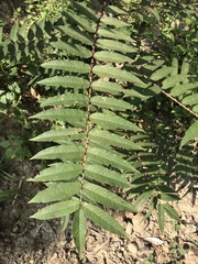 Zanthoxylum ailanthoides