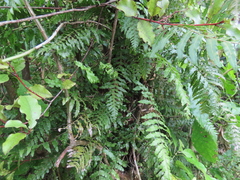 Blechnum filiforme