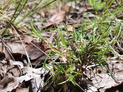 Laxmannia orientalis