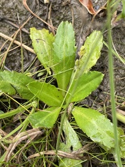 Solenogyne dominii