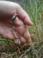 Thelymitra pauciflora