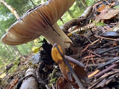 Russula fragrantissima