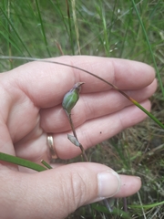 Thelymitra pauciflora