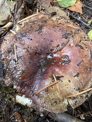 Russula fragrantissima