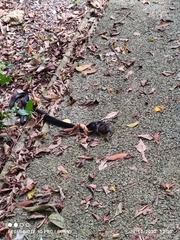 Naja sumatrana