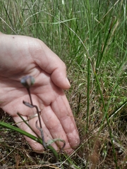 Thelymitra pauciflora
