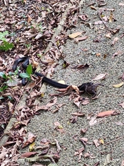 Naja sumatrana