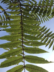 Zanthoxylum ailanthoides