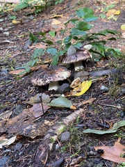 Russula fragrantissima