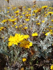 Leysera gnaphalodes