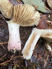 Russula fragrantissima