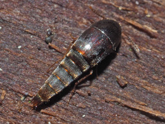Sepedophilus