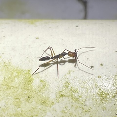 Anochetus emarginatus