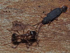 Uleiota planata