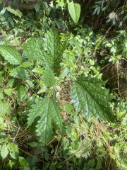 Girardinia diversifolia