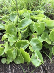 Senecio oxyriifolius