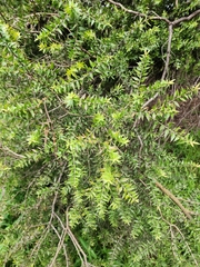 Melaleuca squarrosa