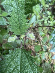 Girardinia diversifolia