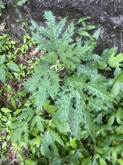 Girardinia diversifolia