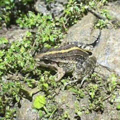 Leptodactylus fuscus