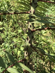 Zanthoxylum ailanthoides