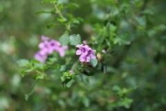 Prostanthera
