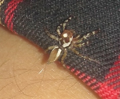 Chira gounellei