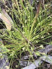 Isolepis levynsiana