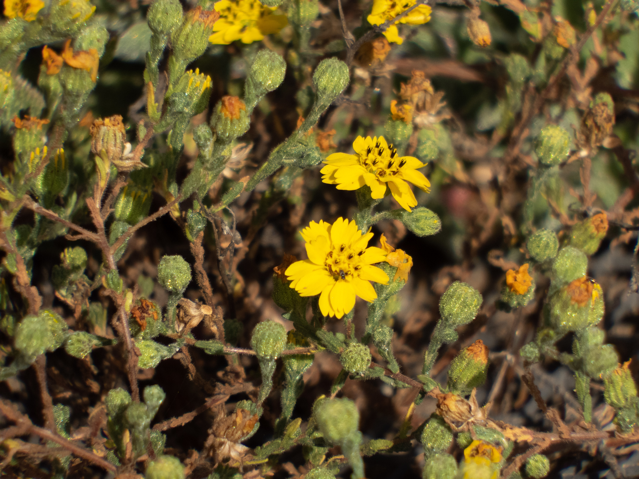 Deinandra increscens ssp. villosa