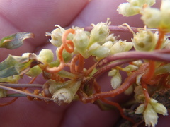 Cuscuta azteca