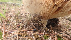 Russula adusta