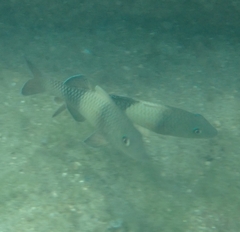 Parupeneus multifasciatus