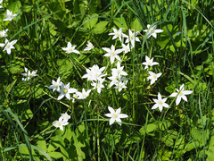 Ornithogalum umbellatum
