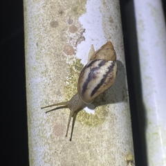 Plekocheilus glaber